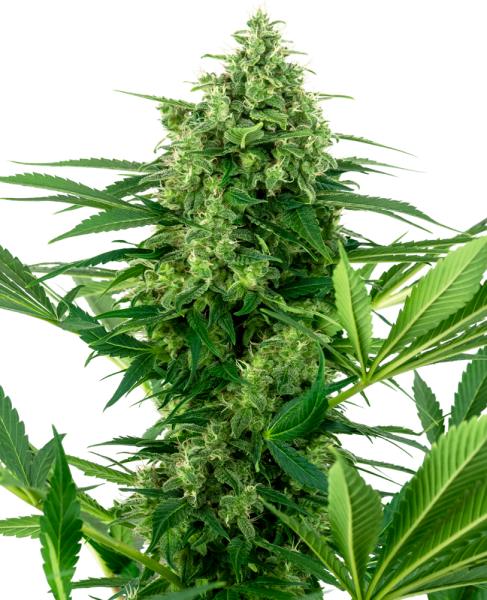 Banana Frosting - SENSI SEEDS | TanieSianie.pl