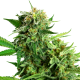 Blackberry Cake - SENSI SEEDS | TanieSianie.pl