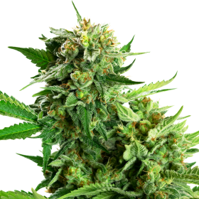 Blackberry Cake - SENSI SEEDS | TanieSianie.pl
