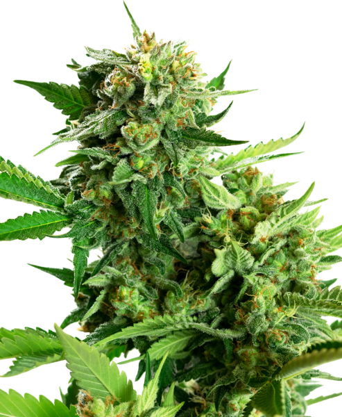 Blackberry Cake - SENSI SEEDS | TanieSianie.pl