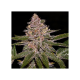 Radical Juice - RIPPER SEEDS | TanieSianie.pl