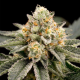 Zombie Bride - RIPPER SEEDS | TanieSianie.pl