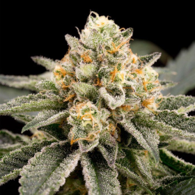Zombie Bride - RIPPER SEEDS | TanieSianie.pl