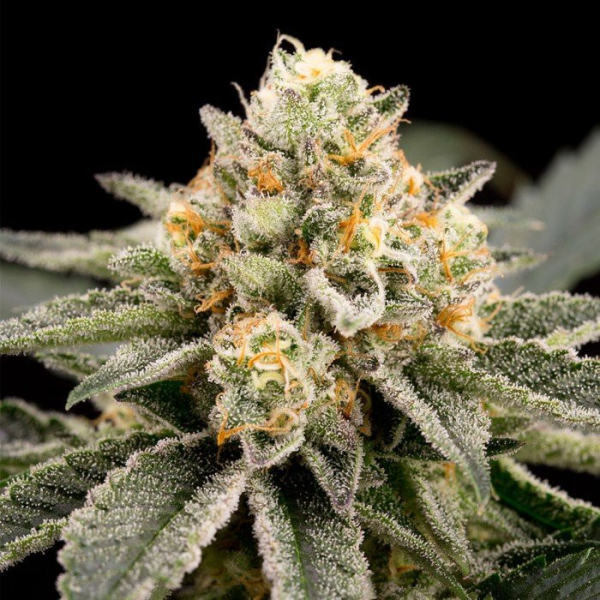 Zombie Bride - RIPPER SEEDS | TanieSianie.pl
