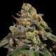 OMG - RIPPER SEEDS | TanieSianie.pl