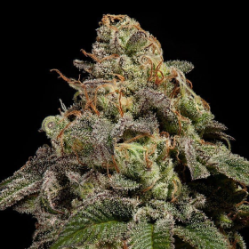 OMG - RIPPER SEEDS | TanieSianie.pl