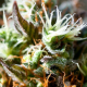 Lemon Ice 2.0 - RIPPER SEEDS | TanieSianie.pl