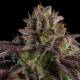 Kmintz - RIPPER SEEDS | TanieSianie.pl