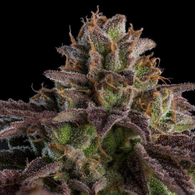 Kmintz - RIPPER SEEDS | TanieSianie.pl