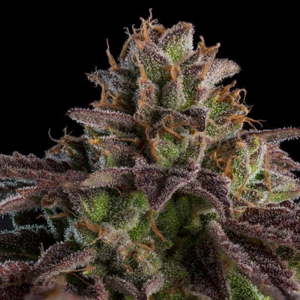 Kmintz - RIPPER SEEDS | TanieSianie.pl