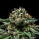 Chempie - RIPPER SEEDS | TanieSianie.pl