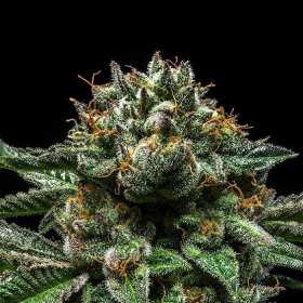 Chempie - RIPPER SEEDS | TanieSianie.pl