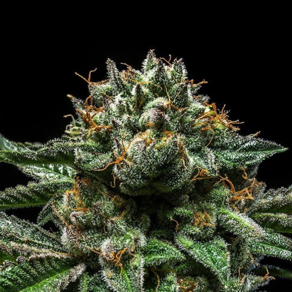 Chempie - RIPPER SEEDS | TanieSianie.pl