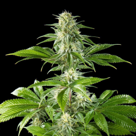 Pure CBD Punch - PHILOSOPHER SEEDS | TanieSianie.pl