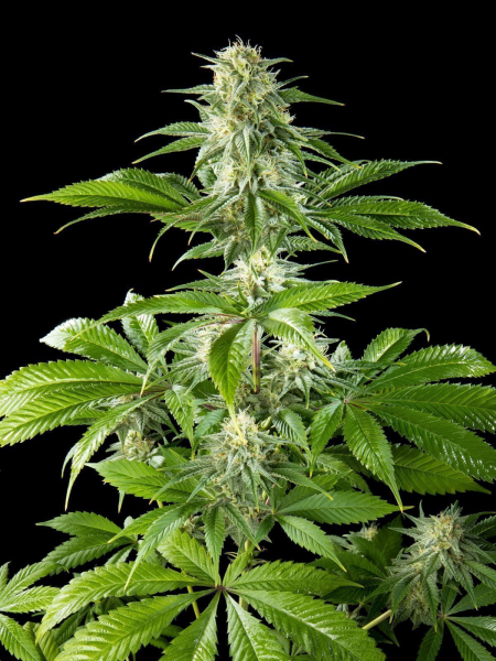 Pure CBD Punch - PHILOSOPHER SEEDS | TanieSianie.pl