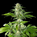 Pure CBD Punch - PHILOSOPHER SEEDS