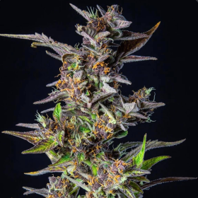 Watermelon Auto | TanieSianie.pl
