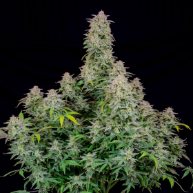 Runtz Auto | TanieSianie.pl