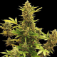 Amnesia Gold Auto | TanieSianie.pl