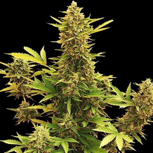 Amnesia Gold Auto | TanieSianie.pl
