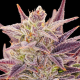 Auto Imperium X - ANESIA SEEDS | TanieSianie.pl