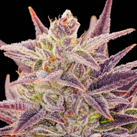 Auto Imperium X - ANESIA SEEDS | TanieSianie.pl