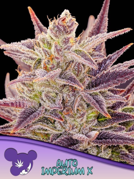Auto Imperium X - ANESIA SEEDS | TanieSianie.pl