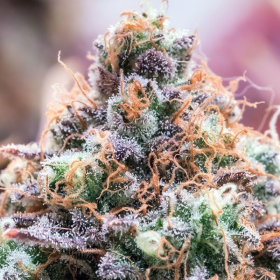 Future Island - ANESIA SEEDS | TanieSianie.pl