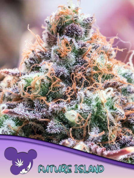 Future Island - ANESIA SEEDS | TanieSianie.pl