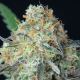 Rainbow Donut Auto - ANESIA SEEDS | TanieSianie.pl