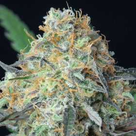 Rainbow Donut Auto - ANESIA SEEDS | TanieSianie.pl