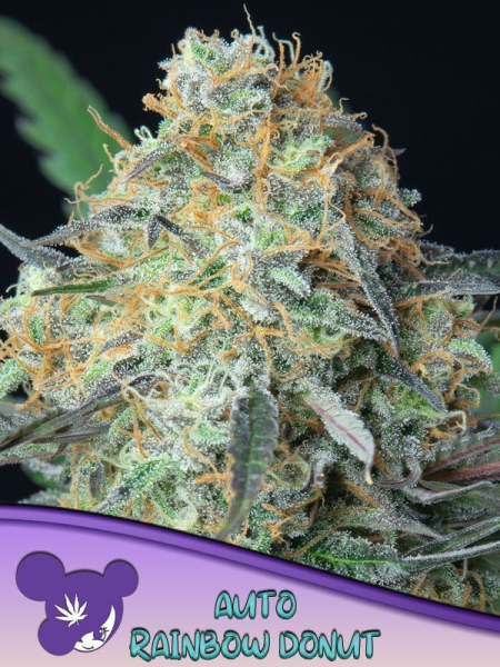 Rainbow Donut Auto - ANESIA SEEDS | TanieSianie.pl