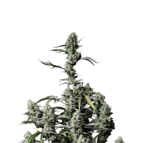 Gorilla Zkittlez Auto - FASTBUDS