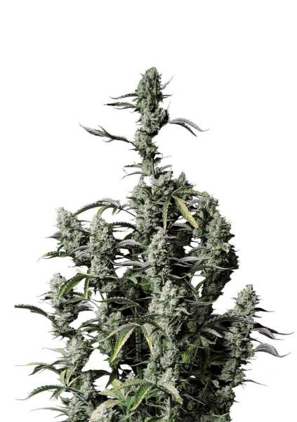 Gorilla Zkittlez Auto - FASTBUDS