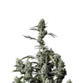 Gorilla Zkittlez Auto - FASTBUDS