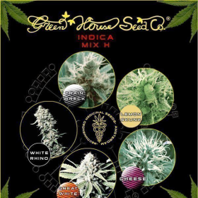 Indica Mix H - GREEN HOUSE SEEDS | TanieSianie.pl
