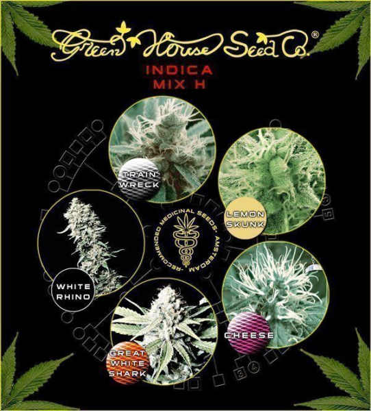 Indica Mix H - GREEN HOUSE SEEDS | TanieSianie.pl