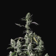 Gorilla Zkittlez Auto - FASTBUDS