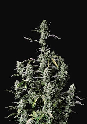 Gorilla Zkittlez Auto - FASTBUDS
