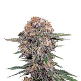 Cherry Cola Auto - FASTBUDS | TanieSianie.pl