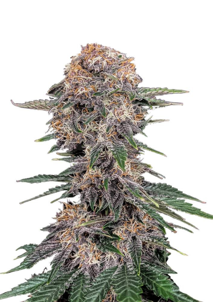 Cherry Cola Auto - FASTBUDS | TanieSianie.pl