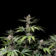 Cherry Cola Auto - FASTBUDS | TanieSianie.pl