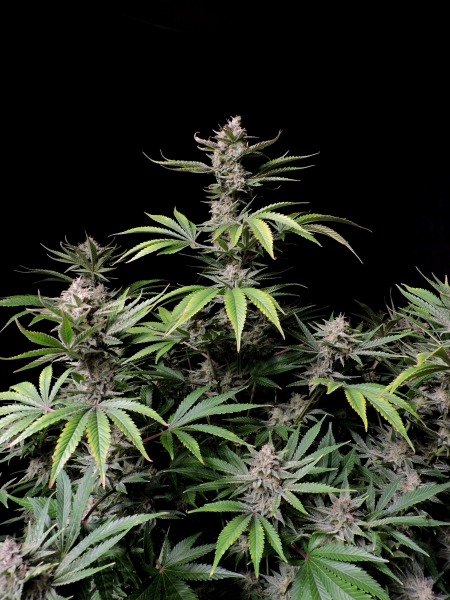 Cherry Cola Auto - FASTBUDS | TanieSianie.pl