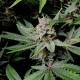 Cherry Cola Auto - FASTBUDS | TanieSianie.pl