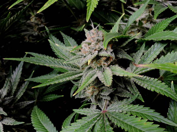 Cherry Cola Auto - FASTBUDS | TanieSianie.pl