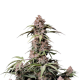 Amnesia Zkittlez Auto - FASTBUDS | TanieSianie.pl