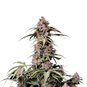 Amnesia Zkittlez Auto - FASTBUDS | TanieSianie.pl