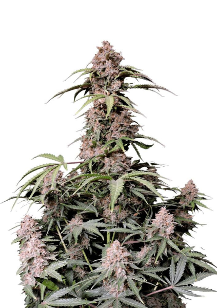 Amnesia Zkittlez Auto - FASTBUDS | TanieSianie.pl