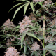 Amnesia Zkittlez Auto - FASTBUDS | TanieSianie.pl