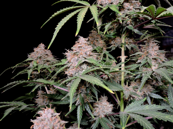 Amnesia Zkittlez Auto - FASTBUDS | TanieSianie.pl